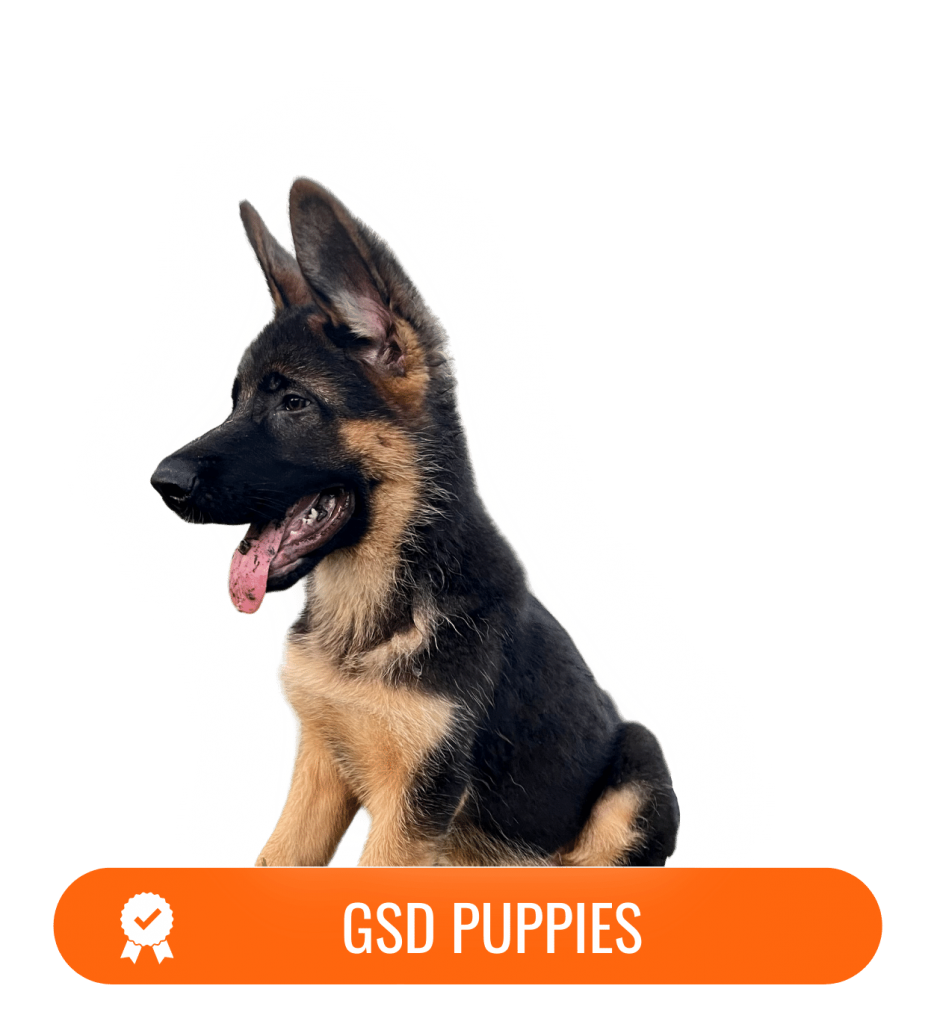 AVAILABLE GERMAN SHEPHERDS Aldamar German Shepherds